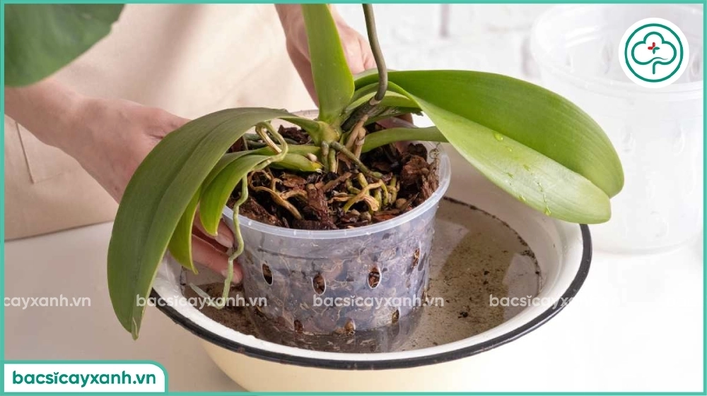 Chăm sóc lan hồ điệp sau tết